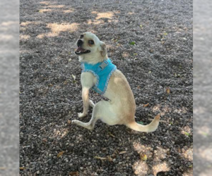 Chihuahua-Unknown Mix Dogs for adoption in Brooklyn Center, MN, USA