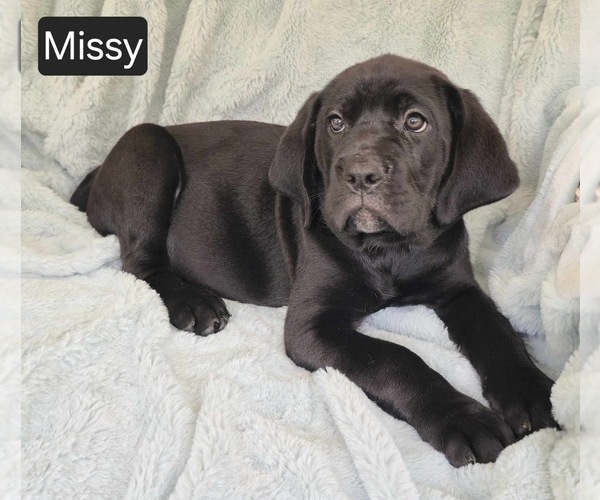 Medium Photo #1 Cane Corso Puppy For Sale in MINERAL WELLS, WV, USA