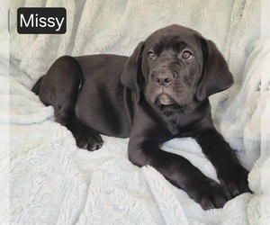 Cane Corso Puppy for sale in MINERAL WELLS, WV, USA