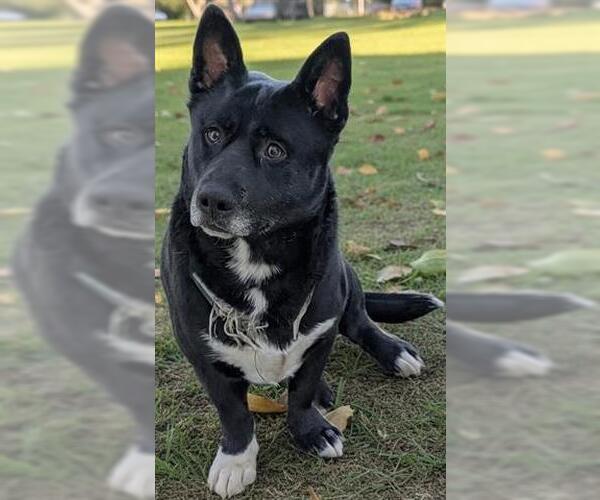 Medium Photo #1 Pembroke Welsh Corgi-Unknown Mix Puppy For Sale in Akron, OH, USA