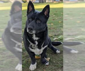 Pembroke Welsh Corgi-Unknown Mix Dogs for adoption in Akron, OH, USA