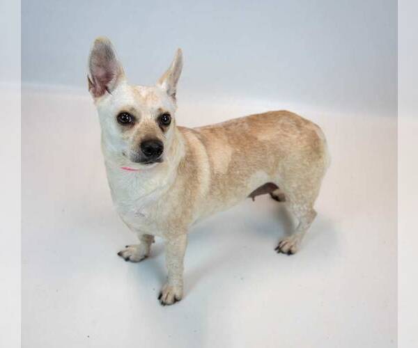 Medium Photo #3 Jack Russell Terrier-Unknown Mix Puppy For Sale in Kennesaw, GA, USA