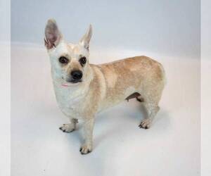 Kizzy - Female Jack Russell Terrier-Unknown Mix Dog for Adoption - Photo #3