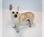 Small Photo #3 Jack Russell Terrier-Unknown Mix Puppy For Sale in Kennesaw, GA, USA