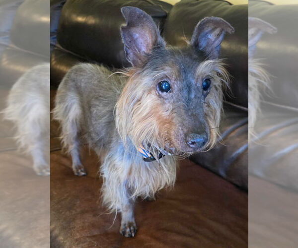 Medium Photo #3 Mutt Puppy For Sale in Salt Lake City, UT, USA