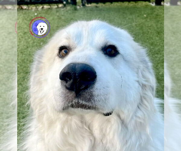 Medium Photo #1 Great Pyrenees Puppy For Sale in Spring, TX, USA