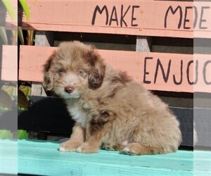 Aussiedoodle Miniature  Puppy for sale in HOLTWOOD, PA, USA