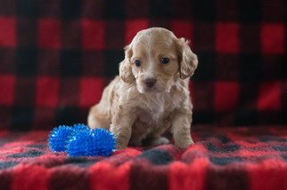 Cock-A-Chon Puppy for sale in CUYAHOGA FALLS, OH, USA