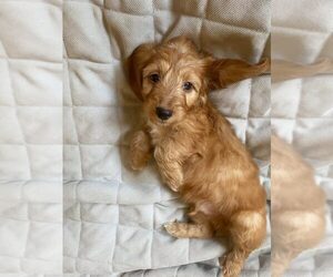 Dachshund Puppy for sale in MURRAY, KY, USA