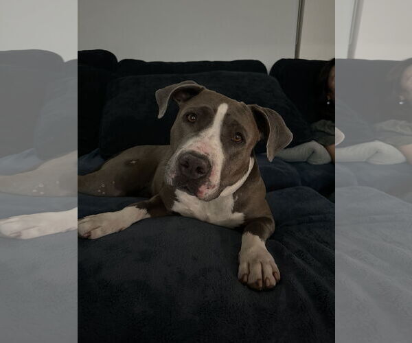 Medium Photo #1 American Pit Bull Terrier Puppy For Sale in Miami, FL, USA