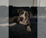 Small American Pit Bull Terrier