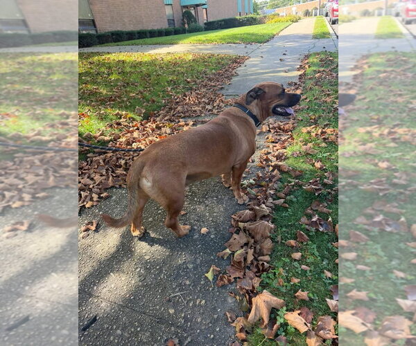 Medium Photo #7 American Pit Bull Terrier-Unknown Mix Puppy For Sale in Woodbury, NY, USA