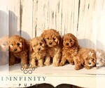 Small #1 Cavapoo (Miniature)