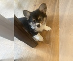 Small Photo #1 Pembroke Welsh Corgi Puppy For Sale in AMITY, OR, USA