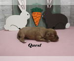 Small #6 Cavalier King Charles Spaniel