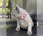 Small #6 French Bulldog