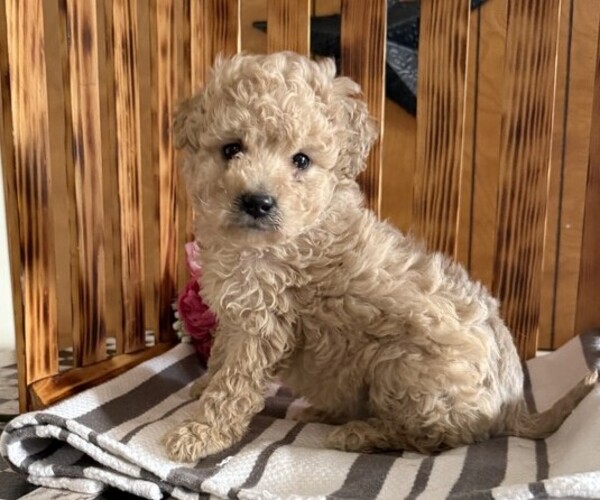 Medium Photo #4 Poodle (Miniature) Puppy For Sale in CURTISS, WI, USA