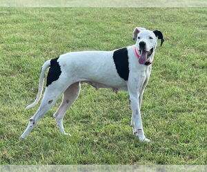 Great Dane Dogs for adoption in Bullard, TX, USA