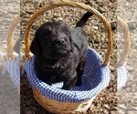 Small Photo #11 Labradoodle Puppy For Sale in JACKSON, MN, USA