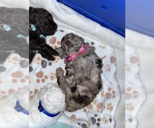 Medium Photo #42 Poodle (Toy) Puppy For Sale in MURRIETA, CA, USA