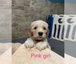Small Photo #1 Goldendoodle Puppy For Sale in IDABEL, OK, USA