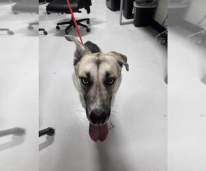 Siberian Husky-Unknown Mix Dogs for adoption in Temple, TX, USA