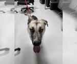 FREYA - Female Siberian Husky-Unknown Mix Dog for Adoption - Small photo