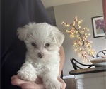 Small Morkie