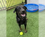 Small #9 Labrador Retriever Mix