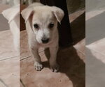 Salone - Female Chihuahua Dog for Adoption - Small photo