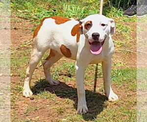 American Pit Bull Terrier-Unknown Mix Dogs for adoption in Wetumpka, AL, USA
