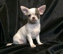 Small Photo #2 Chihuahua Puppy For Sale in SAINT PETERSBURG, FL, USA