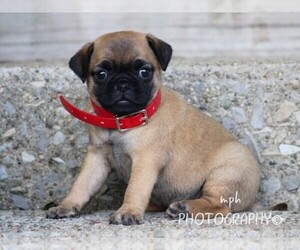 Jug-Pug Mix Puppy for sale in LIBERTY, KY, USA