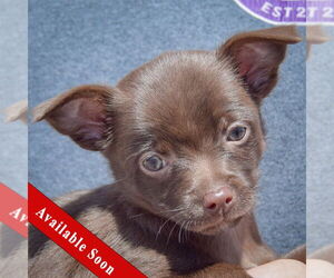Chiweenie Dogs for adoption in Huntley, IL, USA
