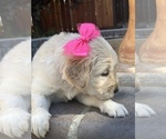 Small Photo #69 Golden Retriever Puppy For Sale in SACRAMENTO, CA, USA