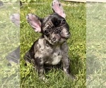 Small #9 French Bulldog