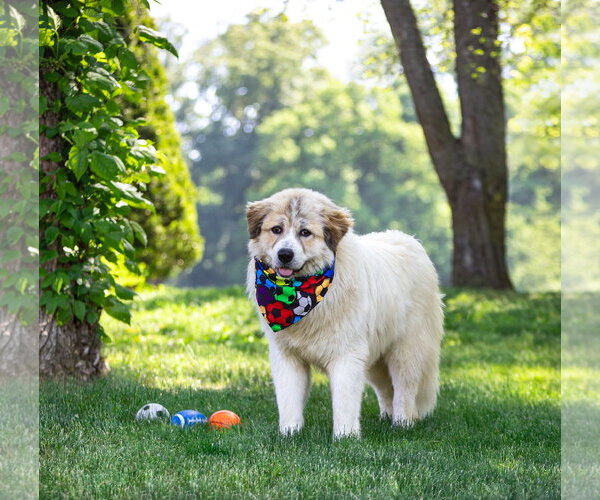 Medium Photo #2 Great Pyrenees-Unknown Mix Puppy For Sale in Unionville, PA, USA