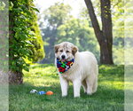 Small #1 Great Pyrenees Mix