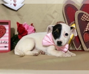 Jack Russell Terrier-Unknown Mix Puppy for sale in LANCASTER, PA, USA
