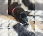 Small Photo #12 German Shepherd Dog Puppy For Sale in YELM, WA, USA