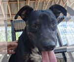 Small #3 American Pit Bull Terrier-Labrador Retriever Mix
