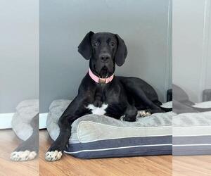 Great Dane Dogs for adoption in Maryville, TN, USA