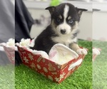 Small #10 Pomsky-Shiba Inu Mix