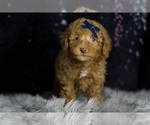 Small Photo #30 Poodle (Toy) Puppy For Sale in WARSAW, IN, USA