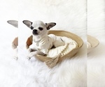Small #3 Chihuahua