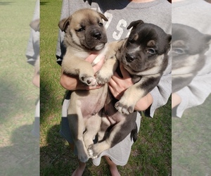 English Bulldog-Siberian Husky Mix Puppy for sale in APOPKA, FL, USA