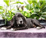 Small #4 Great Dane