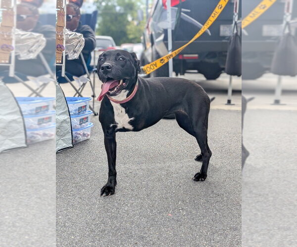 Medium Photo #1 American Pit Bull Terrier-Unknown Mix Puppy For Sale in garner, NC, USA
