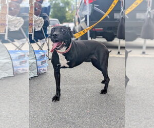 American Pit Bull Terrier-Unknown Mix Dogs for adoption in garner, NC, USA