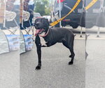 Luna Moon - Female American Pit Bull Terrier-Unknown Mix Dog for Adoption - Small photo